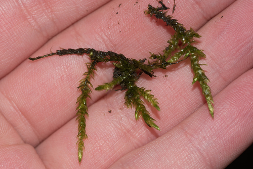 Rough-stalked Feather-moss