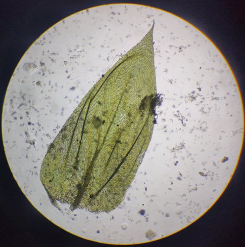 Rough-stalked Feather-moss