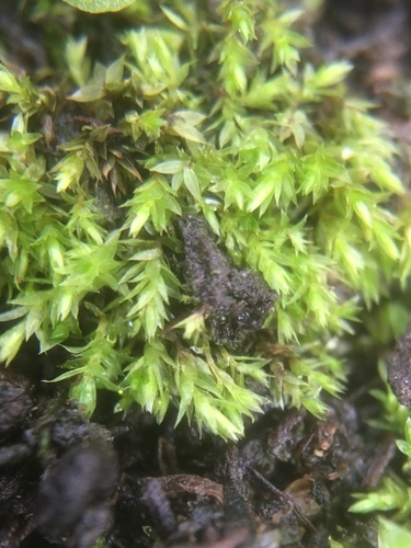 Rough-stalked Feather-moss