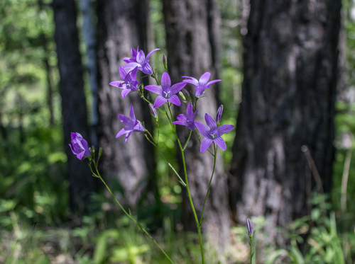 Spreading Bellflower