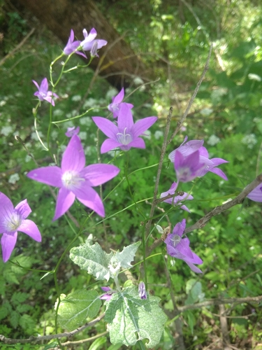 Spreading Bellflower