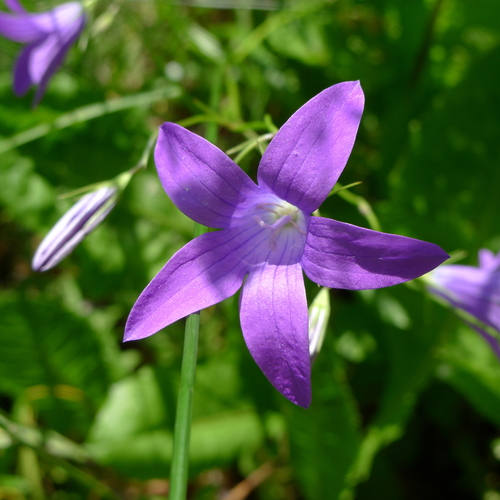 Spreading Bellflower