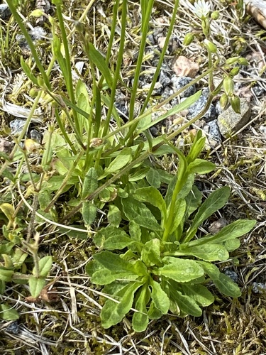 Spreading Bellflower