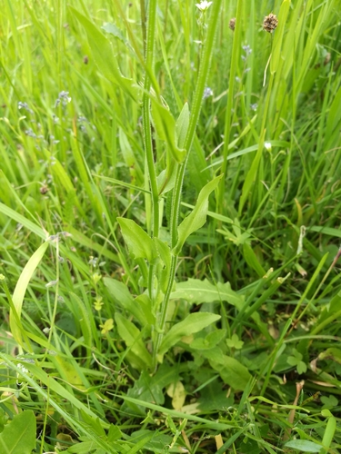 Spreading Bellflower