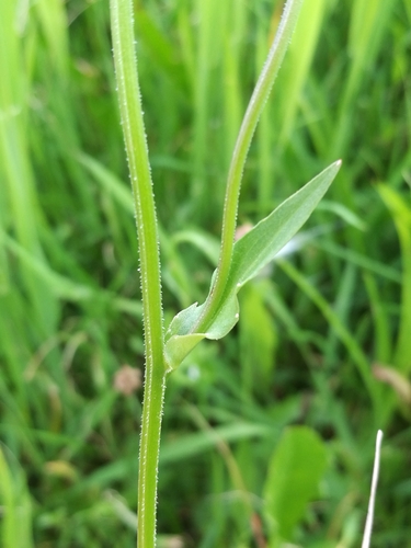 Spreading Bellflower