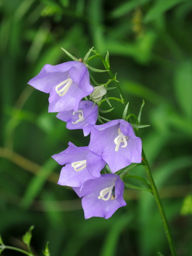 Peach-leaved Bellflower