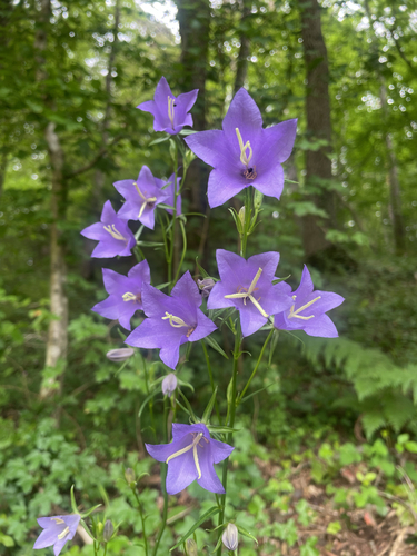 Peach-leaved Bellflower