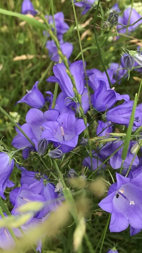Peach-leaved Bellflower