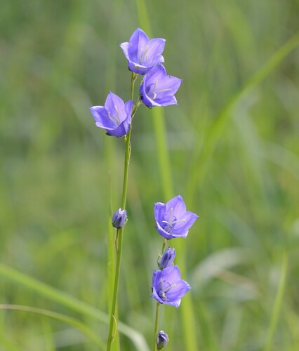 Peach-leaved Bellflower