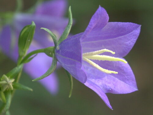 Peach-leaved Bellflower