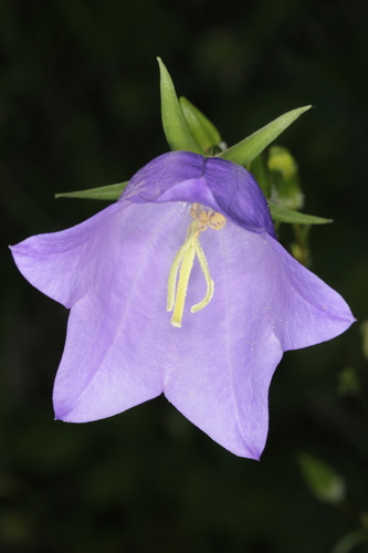 Peach-leaved Bellflower