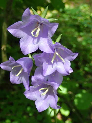 Peach-leaved Bellflower