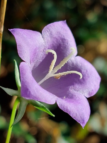 Peach-leaved Bellflower