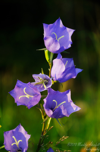Peach-leaved Bellflower
