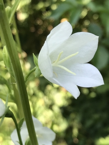 Peach-leaved Bellflower