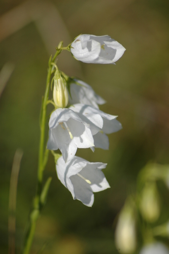 Peach-leaved Bellflower