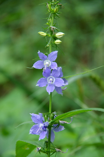 tall bellflower