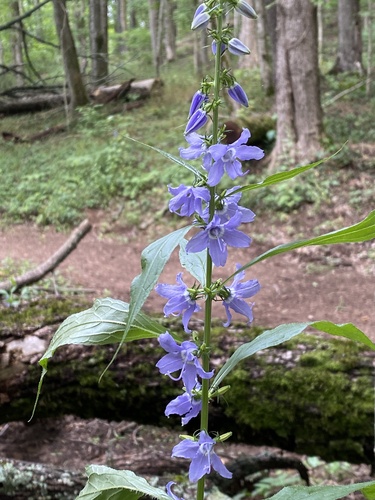 tall bellflower