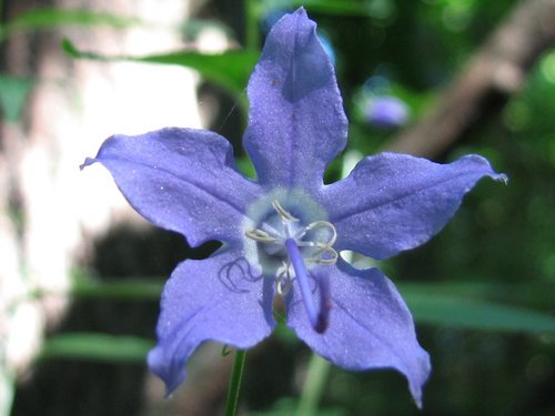 tall bellflower