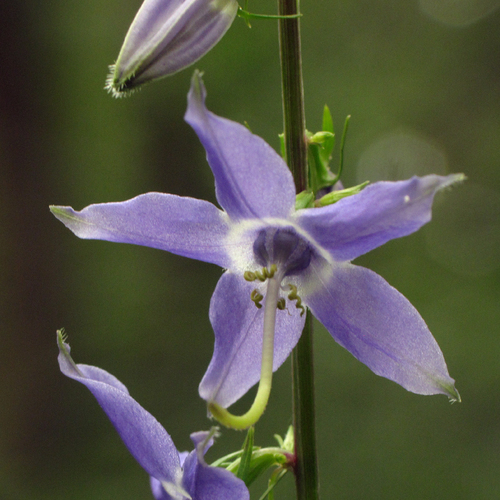 tall bellflower