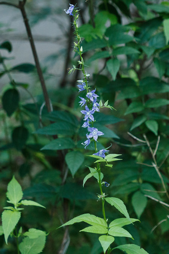 tall bellflower