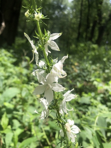 tall bellflower