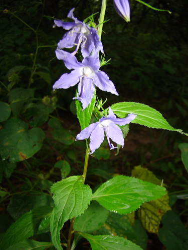 tall bellflower