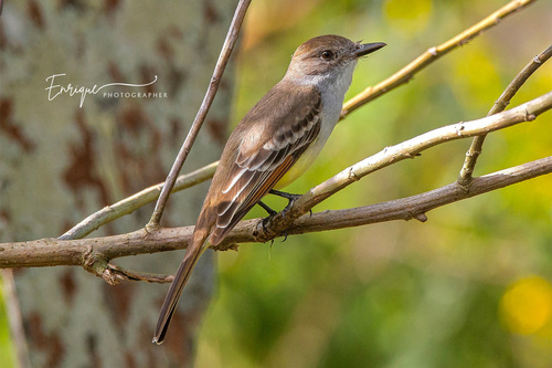 Ash-throated Flycatcher