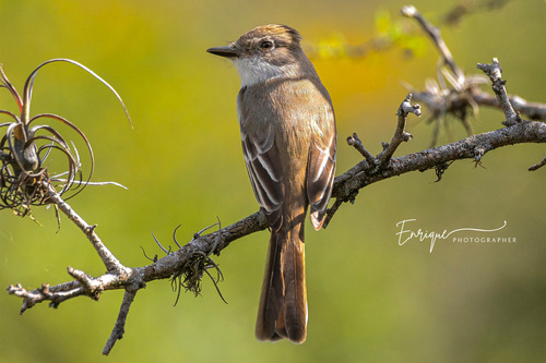 Ash-throated Flycatcher