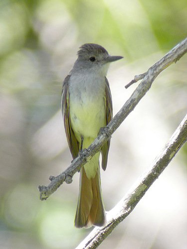 Ash-throated Flycatcher