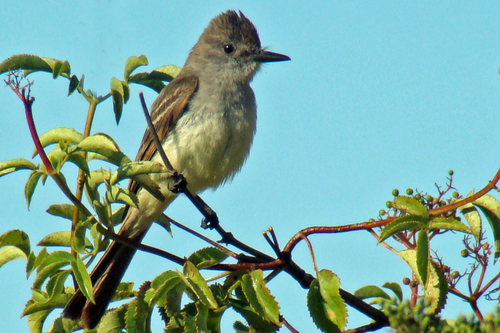 Ash-throated Flycatcher