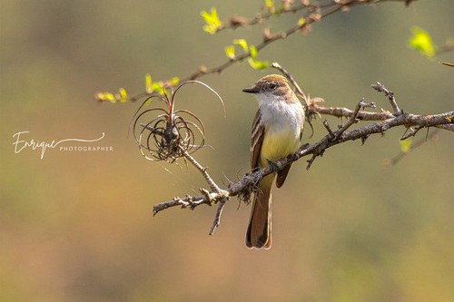 Ash-throated Flycatcher