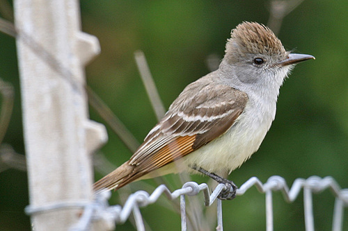 Ash-throated Flycatcher