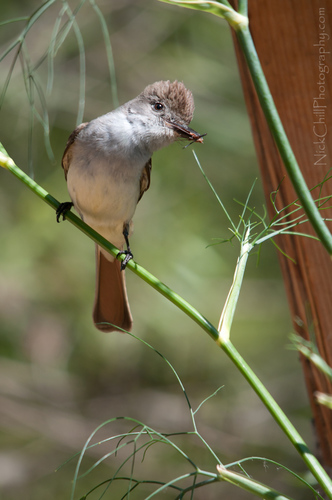 Ash-throated Flycatcher