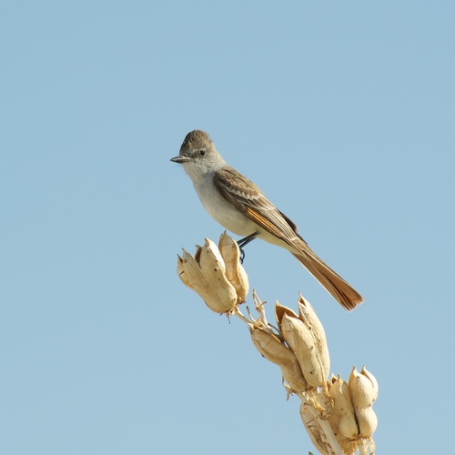 Ash-throated Flycatcher