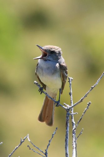Ash-throated Flycatcher