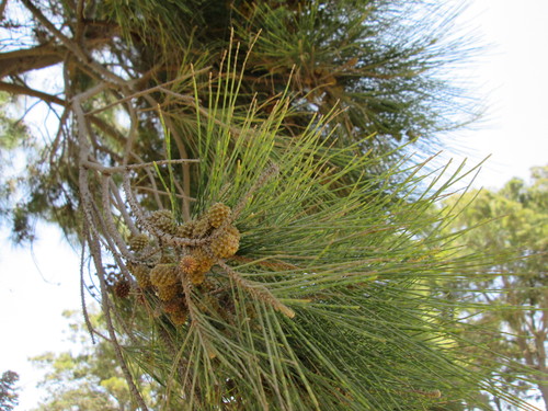 River sheoak