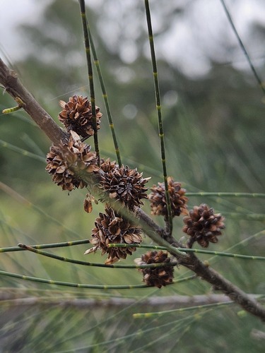 River sheoak