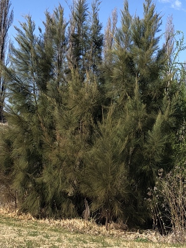 River sheoak