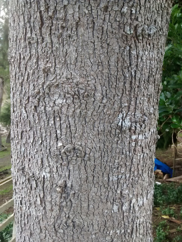 River sheoak