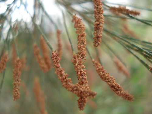 River sheoak