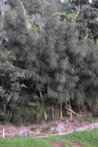 River sheoak