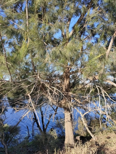 River sheoak