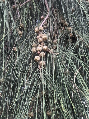 River sheoak