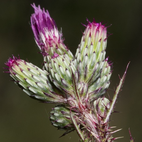 Marsh Thistle