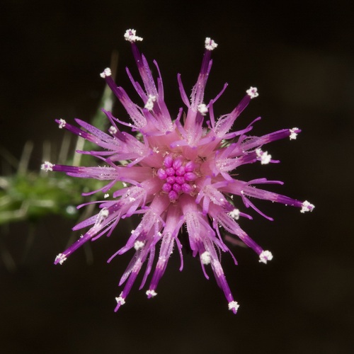 Marsh Thistle
