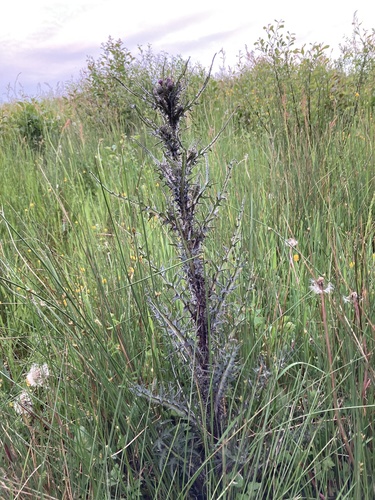 Marsh Thistle