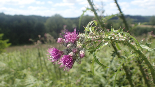 Marsh Thistle