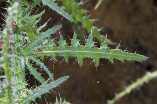 Marsh Thistle