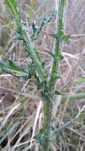 Marsh Thistle